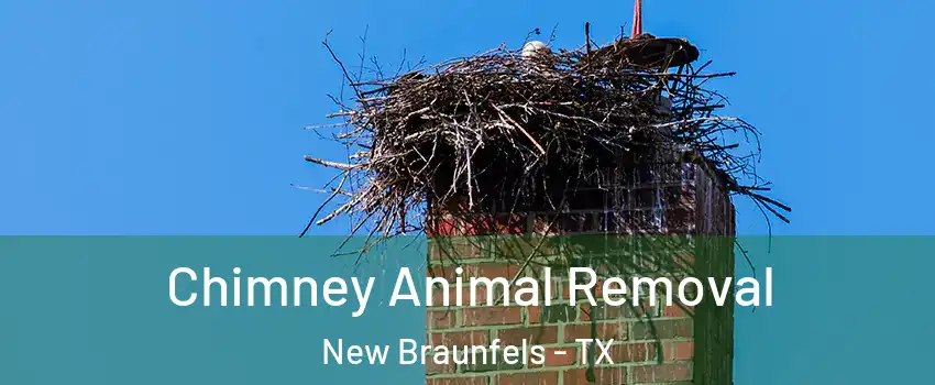 Chimney Animal Removal New Braunfels - TX