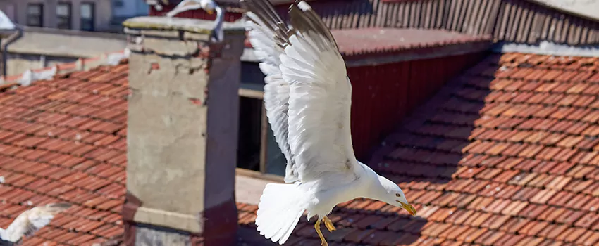 Residential Chimney Animal Removal Solution in New Braunfels, TX