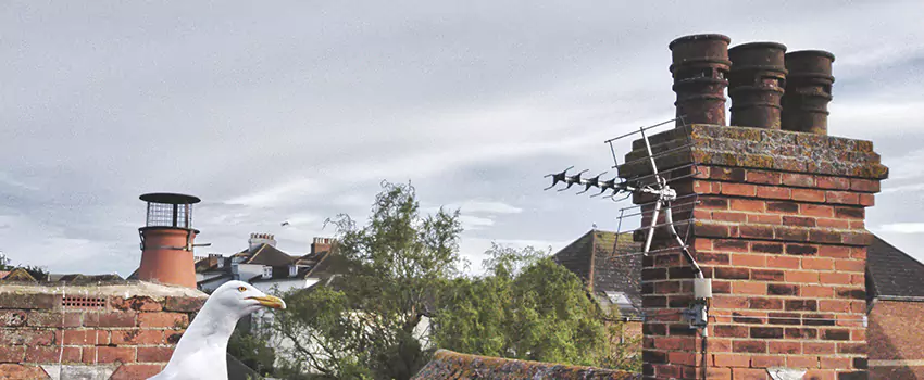 Chimney Cleaning And Restoration in New Braunfels, Texas